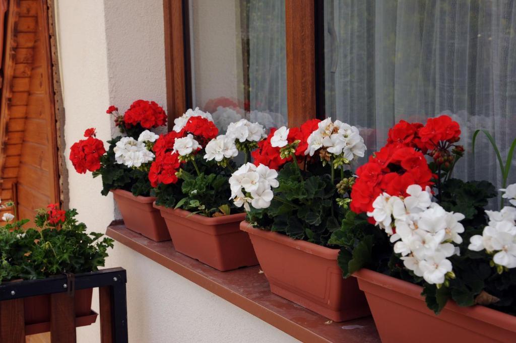 Arany Szőlő Wellness Apartmanház Hévíz Habitación foto
